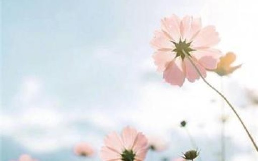 八字特征看女性野心指数